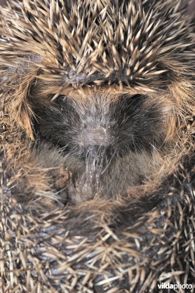 Jonge egel