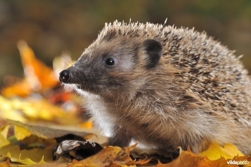 Jonge egel