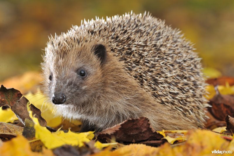 Jonge egel