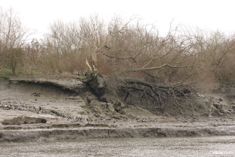 Erosie op Scheldeoevers