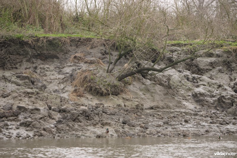 Erosie op Scheldeoevers