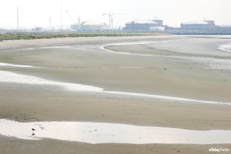 Sternenkolonie te Zeebrugge