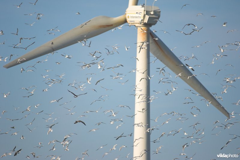 Sternen tussen windmolens