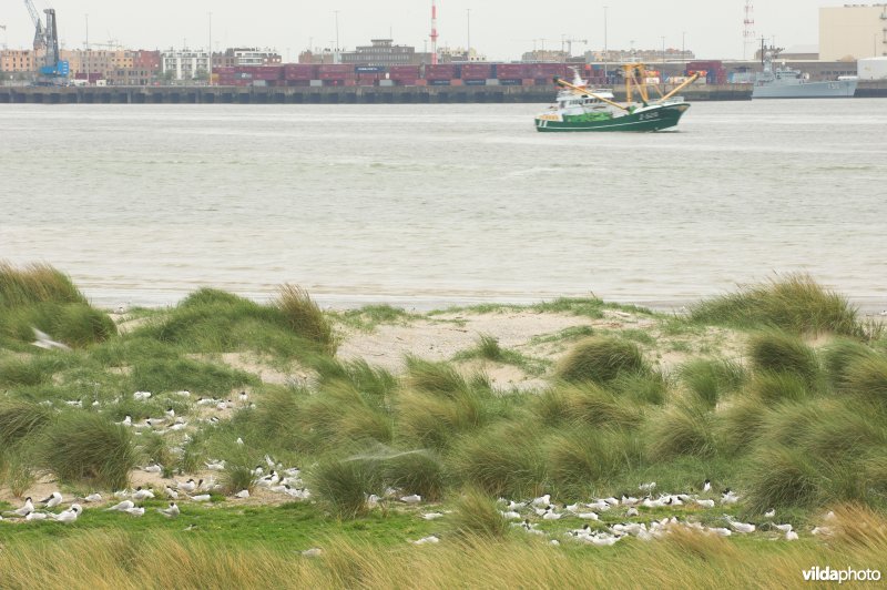 Sternenkolonie te Zeebrugge