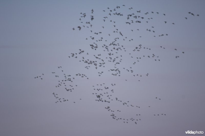 Slaaptrek van Smienten in de Uitkerkse polders
