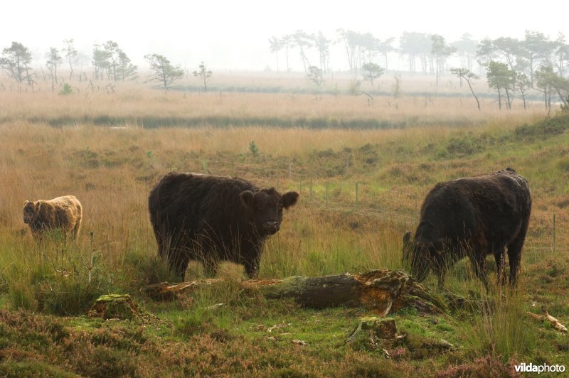 Runderbegrazing in de Kalmthoutse heide