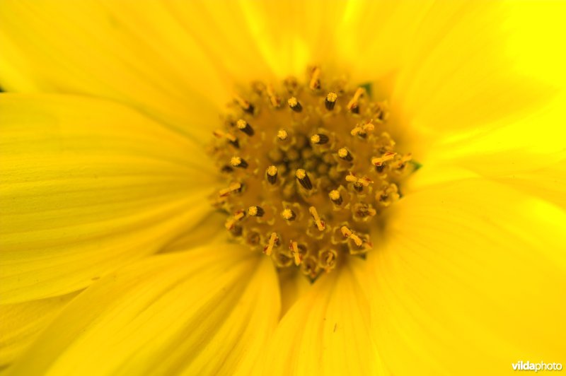 Zonnebloem