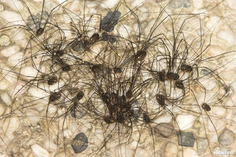 Hooiwagens in een groepje