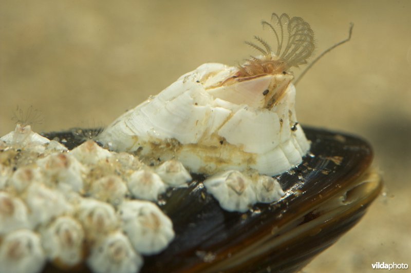 Zeepok op mossel