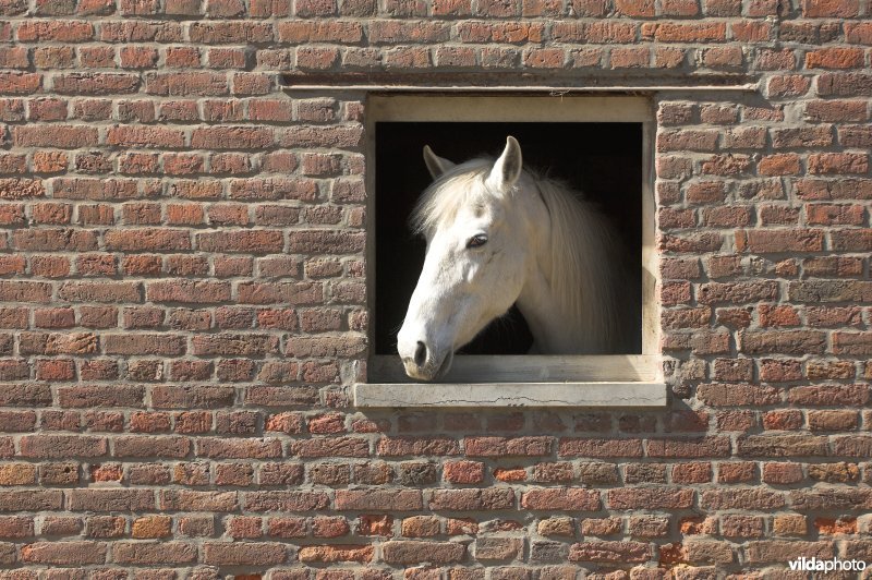 Paard in schuur