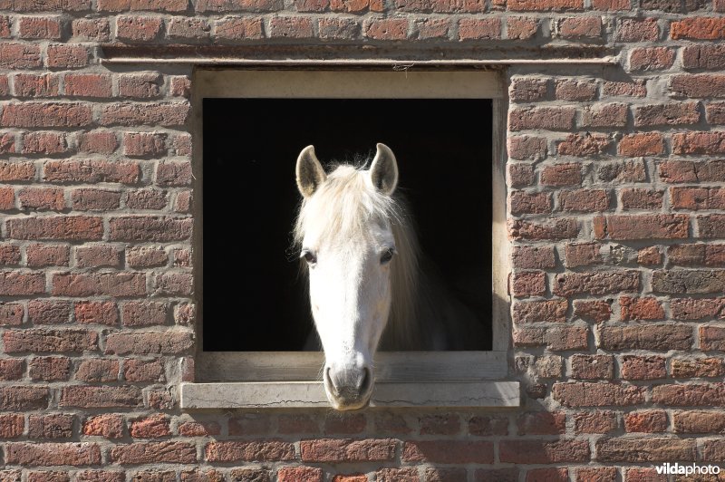 Paard in schuur