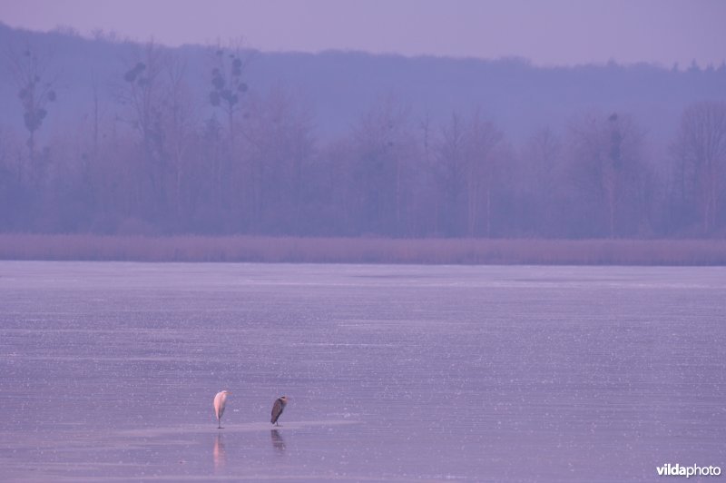 Grote Zilverreiger en Blauwe reiger in Belval