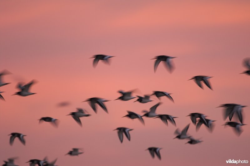 Vliegend groepje Scholeksters