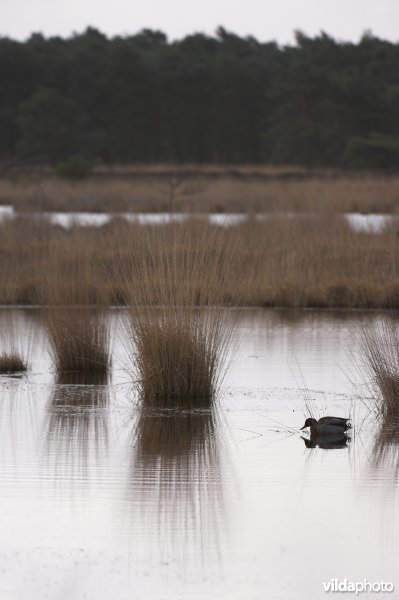 Wilde Eend op het stappersven in de Kalmthoutse Heide