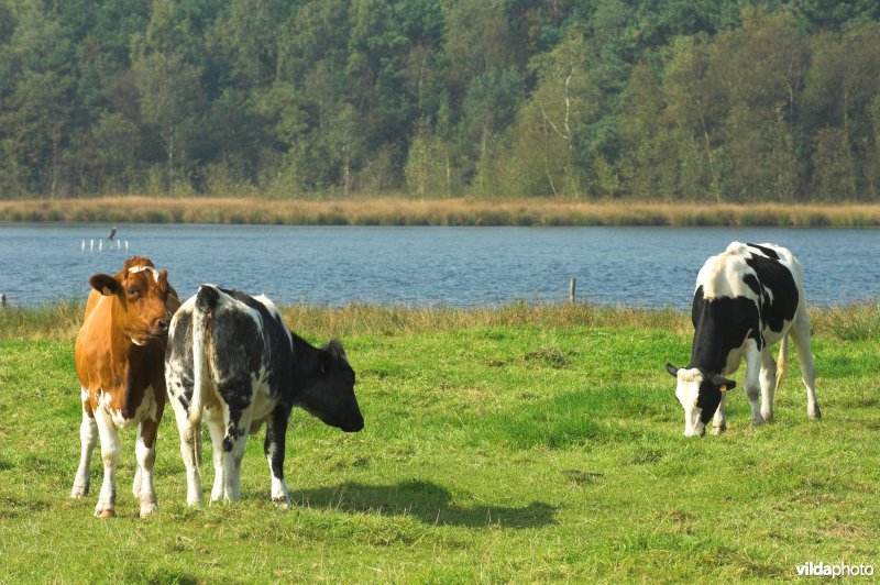 Ven in de Grote Klotteraard