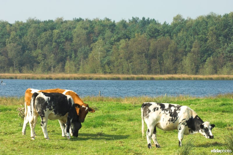 Ven in de Grote Klotteraard