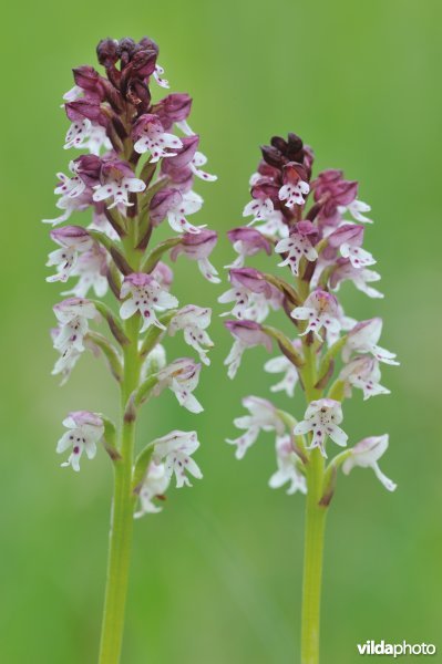 Aangebrande orchis