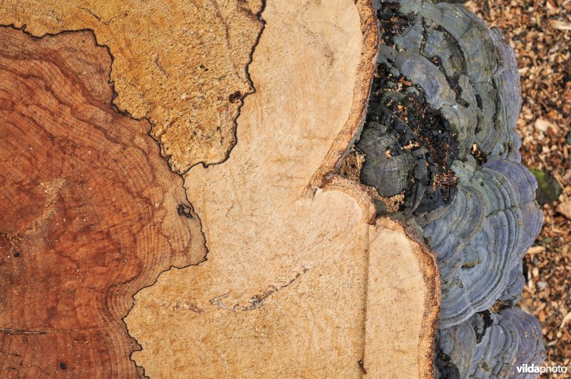 Beuk aangetast door waslakzwam