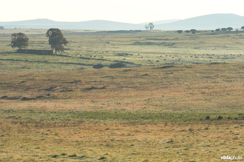 Steppe van Belèn