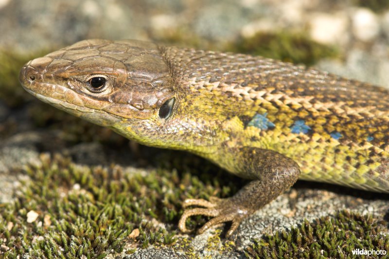 Algerijnse zandloper