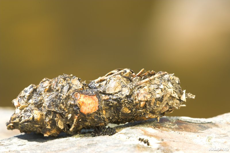 Uitwerpselen van otter