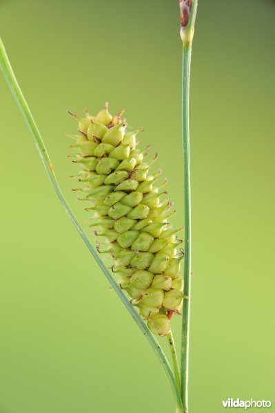 Snavelzegge
