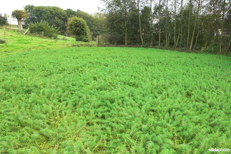 Parelvederkruid in poel