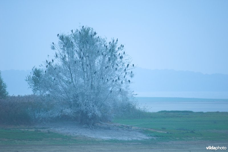 Aalscholver in boom in het meer van Der