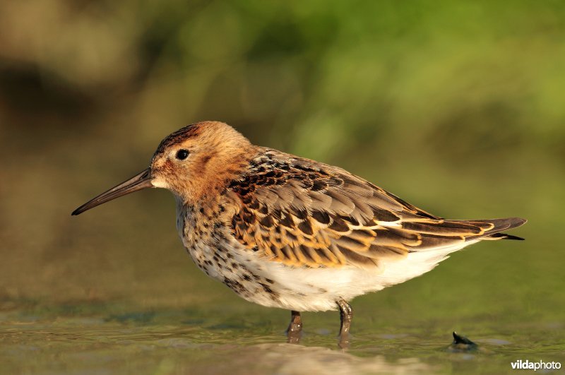 Bonte strandloper