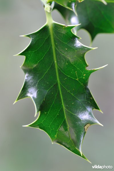 Blad van hulst