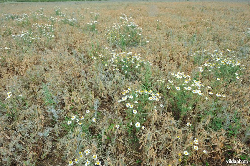 Echte kamille in erwtenakker