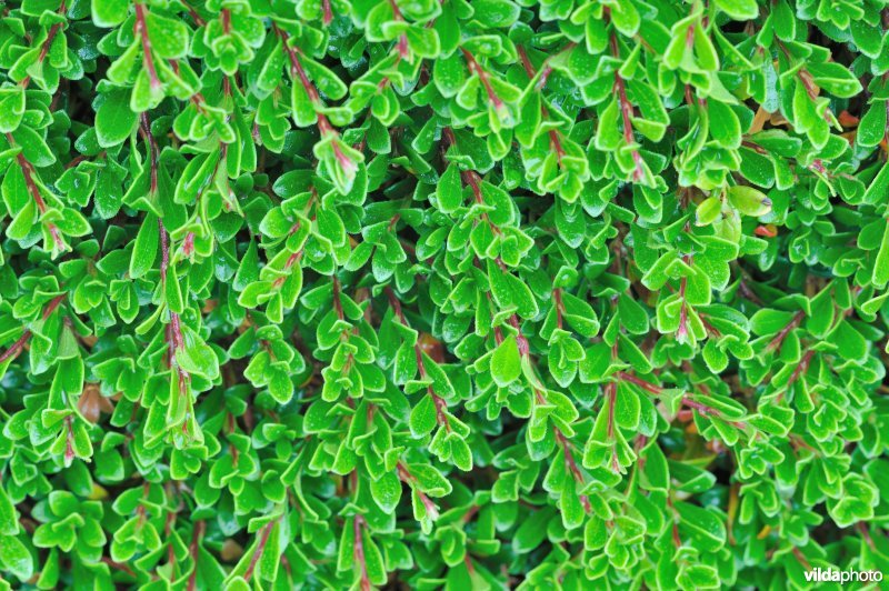 Berendruif ?
