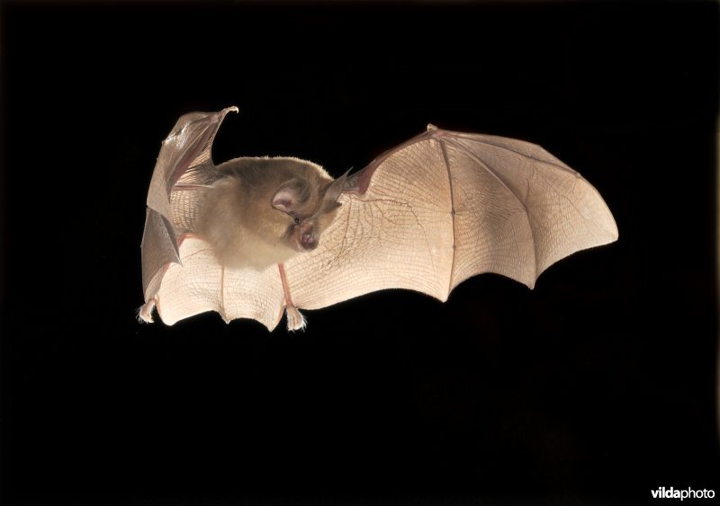 Vliegende kleine hoefijzerneus