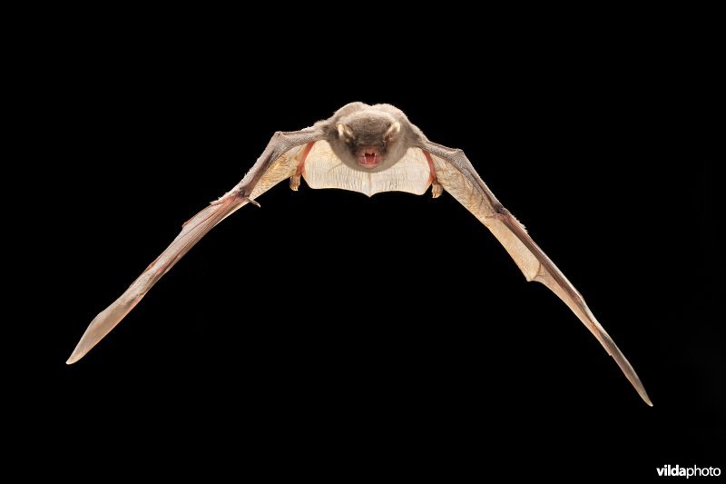 Schreiber's vleermuis