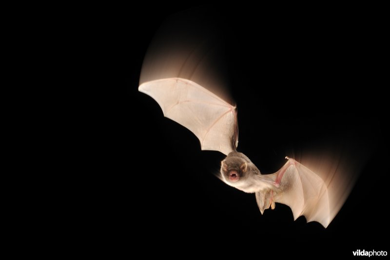 Schreiber's vleermuis