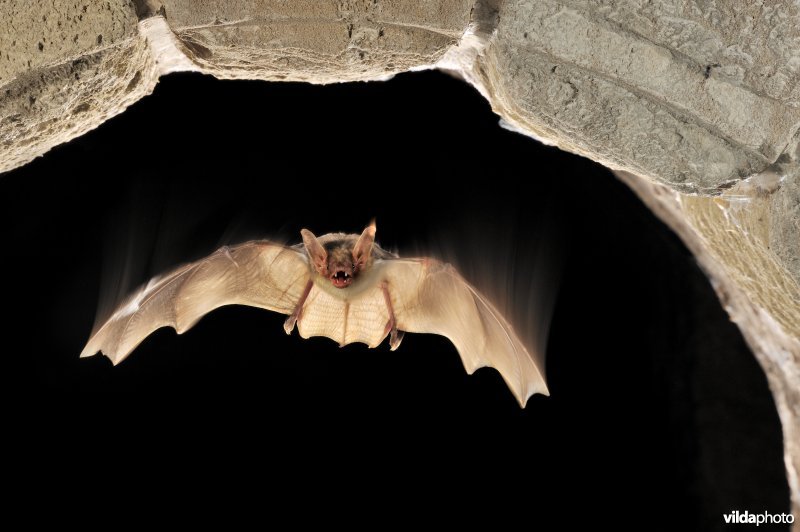 Vliegende vale vleermuis