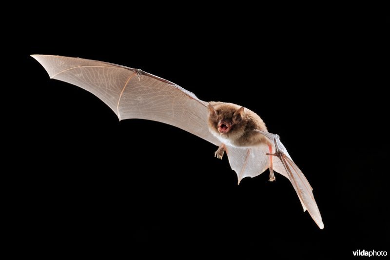Vliegende watervleermuis