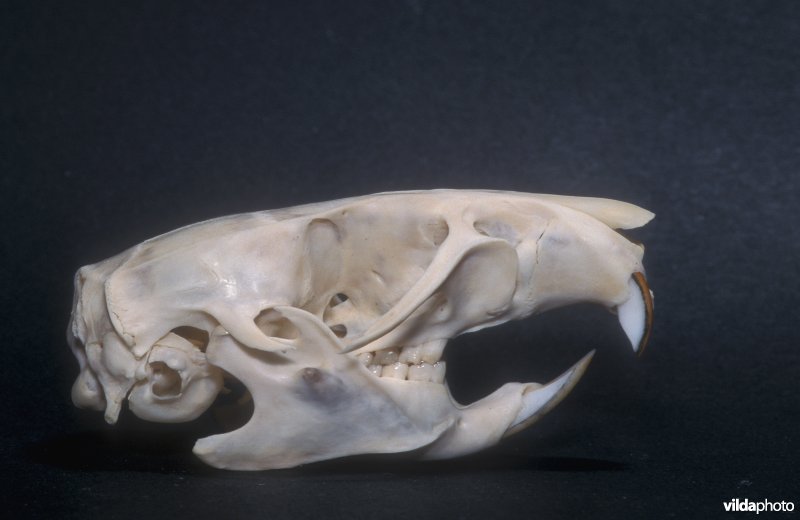 Schedel van Bruine rat
