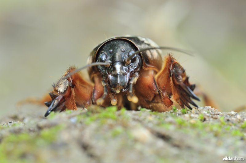 Veenmol