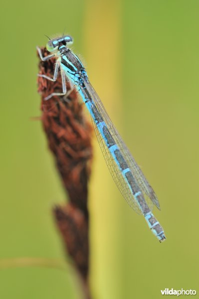 Gaffelwaterjuffer