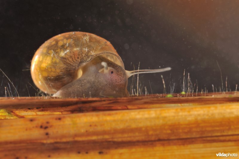 Waterslakje (bronslak ?)