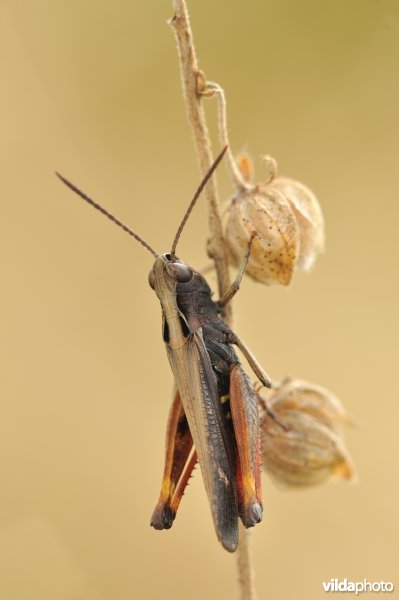 Mannetje negertje