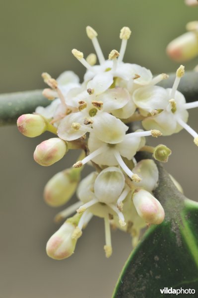 Bloempjes van hulst