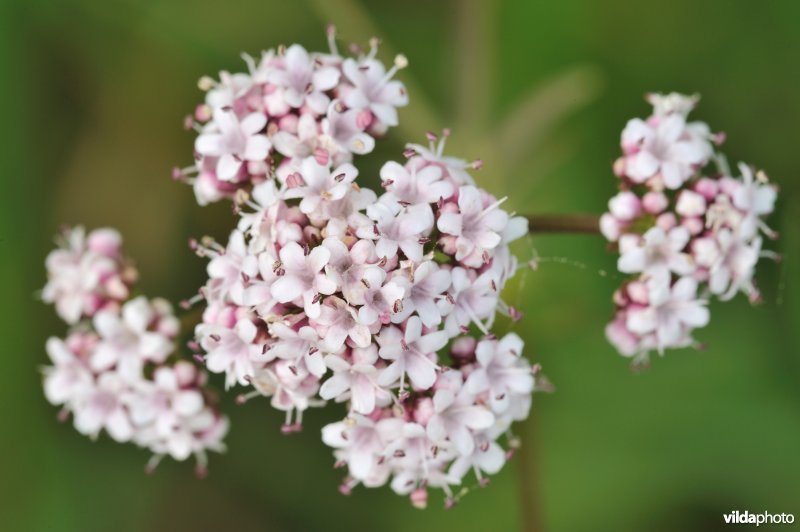 Kleine valeriaan