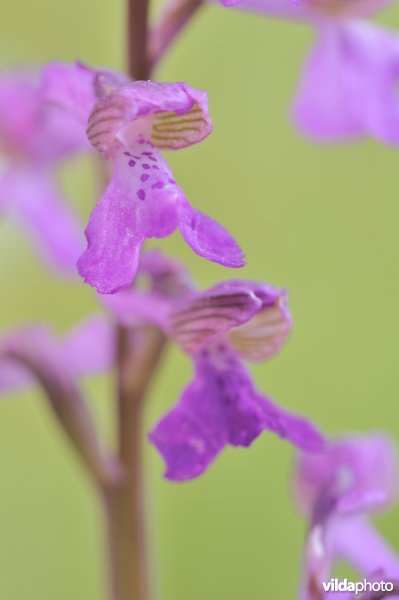 Harlekijn