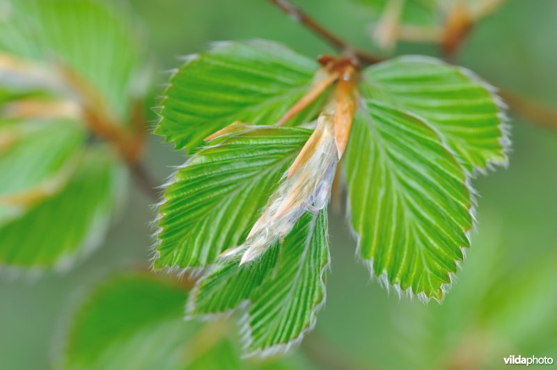 Jonge haagbeukblaadjes