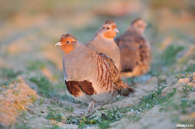 Drie patrijzen