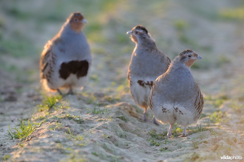 Trio patrijzen in het avondlicht