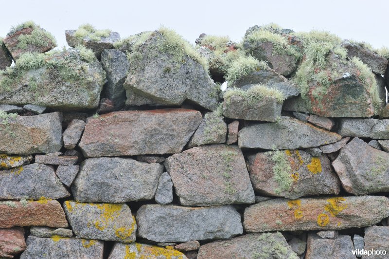 Gewoon Kusttakmos op Cape Wrath