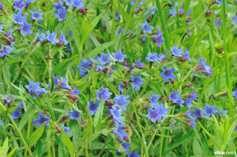 Blauw parelzaad